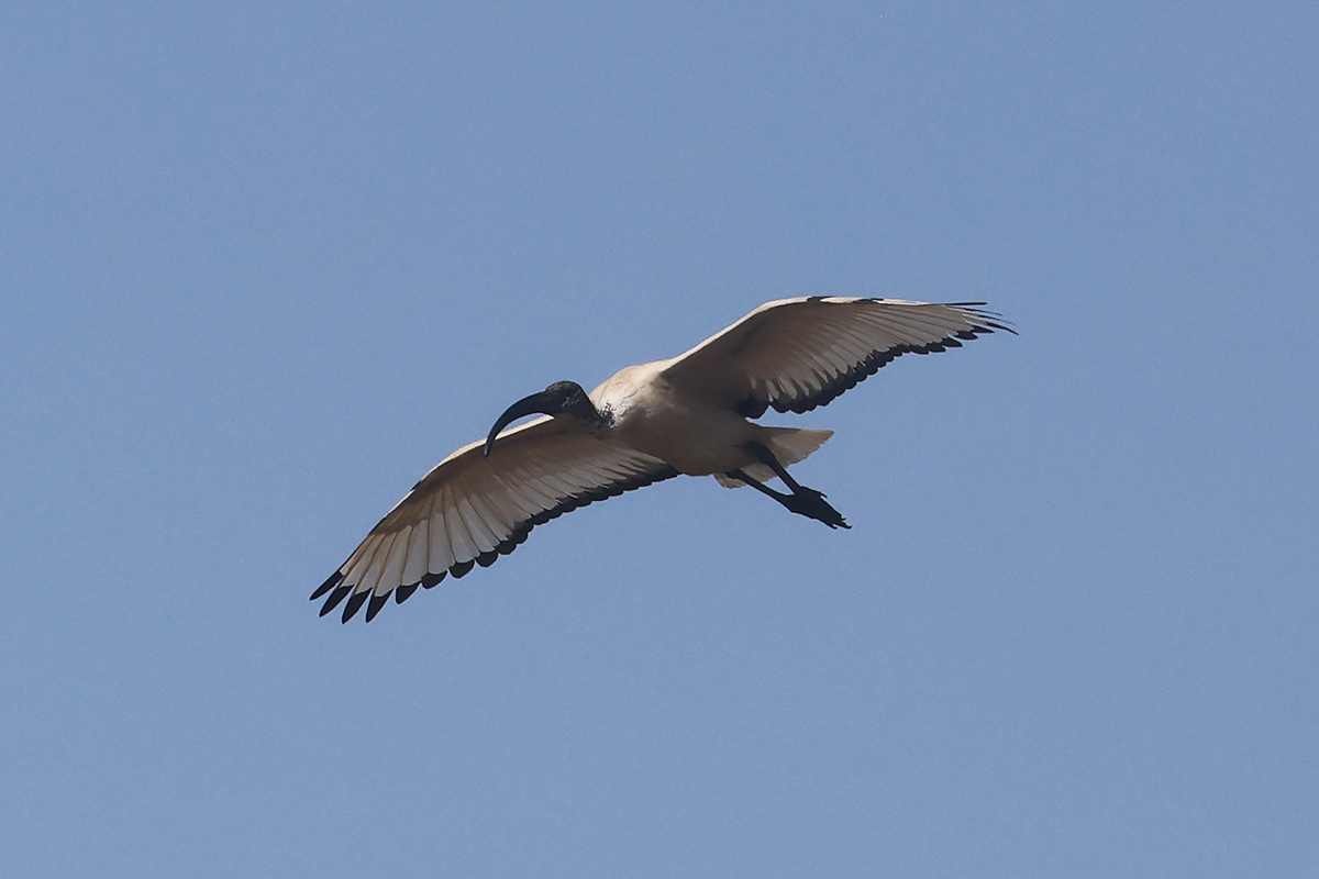 African Sacred Ibis